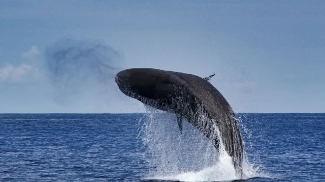 Futurismo Azores Adventures